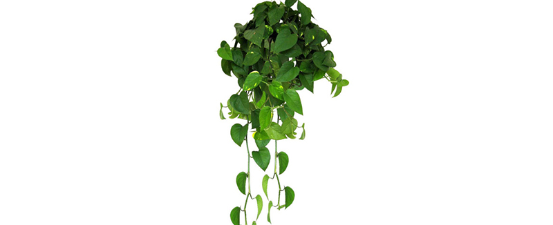 绿色植物除甲醛的效果甚微 绿色植物除甲醛的效果甚微